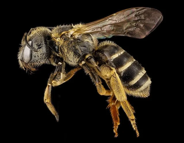 significado de sonhar com abelha
