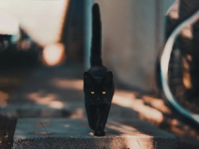 significado de sonhar com gato preto