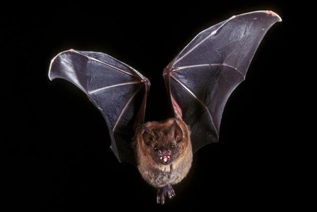 significado de sonhar com morcego