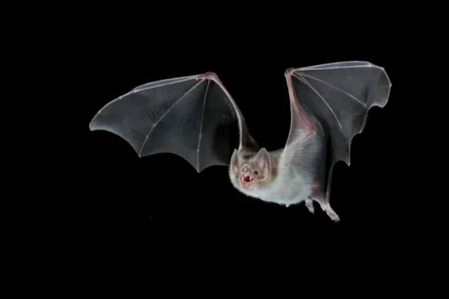significado de sonhar com morcego