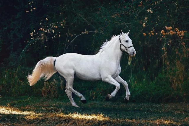 significado de sonhar com cavalo