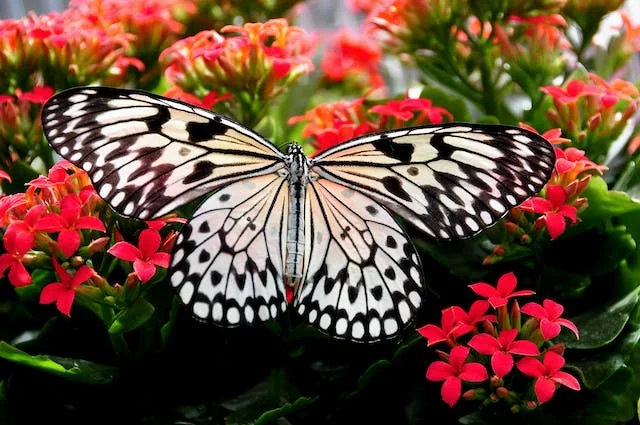 significado de sonhar com borboleta