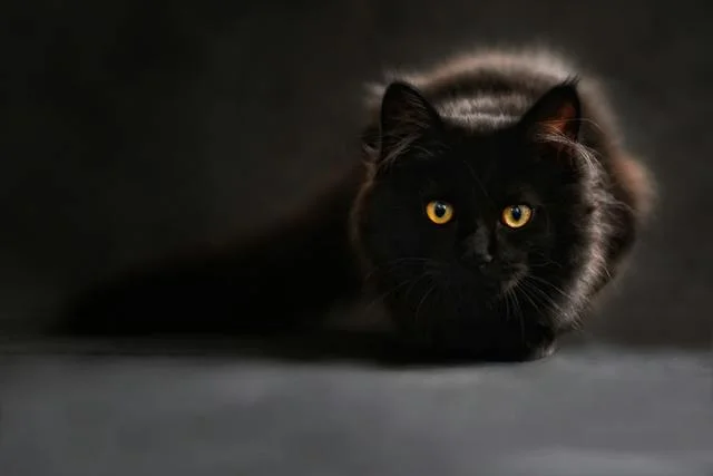 significado de sonhar com gato preto