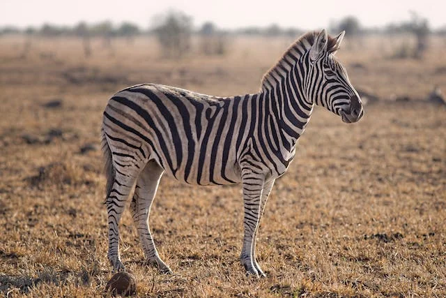 significado de sonhar com zebra